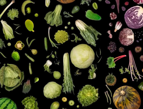Padiglione Zero – L’addomesticazione vegetale